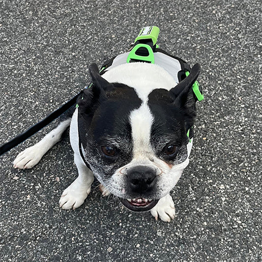 Healthy Harness ROPE LEASH
