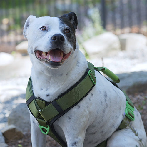 8 Surprising Health Benefits of Switching to a Dog Harness