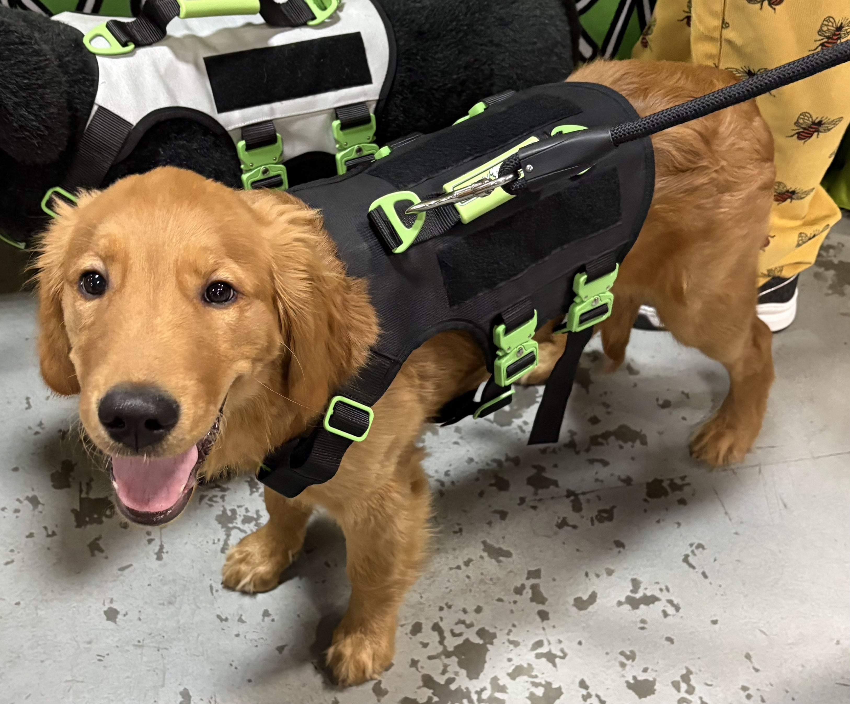 How Your Dog’s Breed Impacts the Gear They Wear