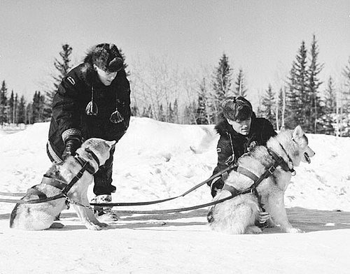 🐾 The Evolution of the Dog Harness: From Survival to Comfort and Control