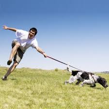 Why Collars Might Not Be the Best Choice for Your Dog