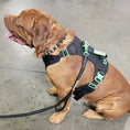 Load image into Gallery viewer, SUPREME SPORT Harness and FREE LEASH
