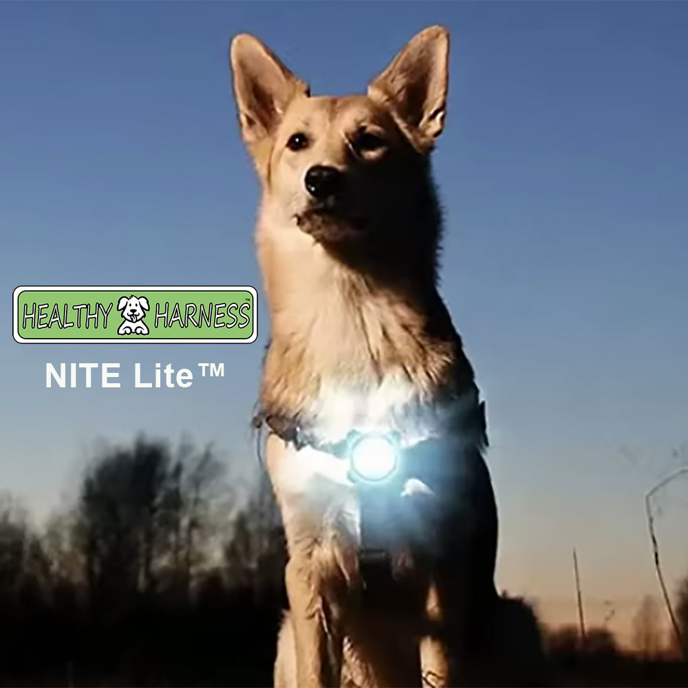 SUPREME SPORT Harness, LEASH and NITE Lite Bundle