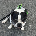 Load image into Gallery viewer, Healthy Harness ROPE LEASH
